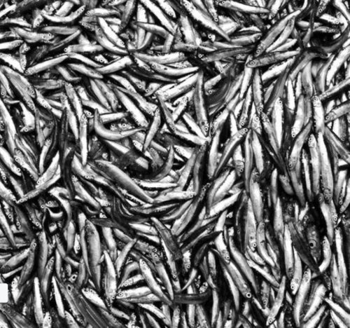 Roller Canvas Prints